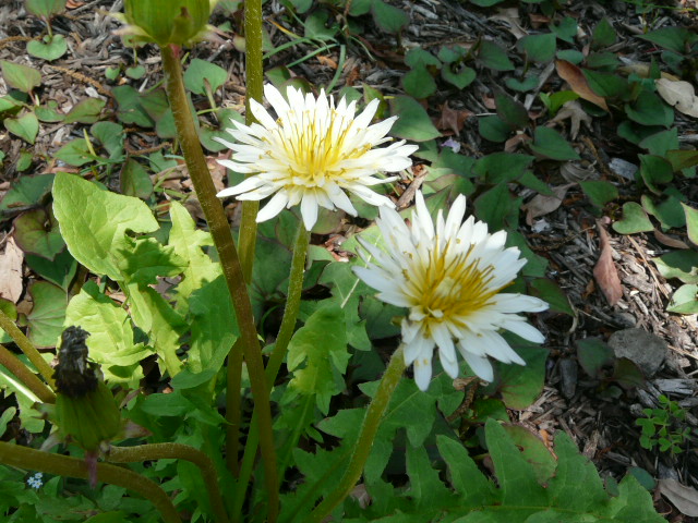 e0145782_7501772.jpg