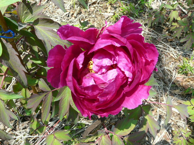 e0145782_7505716.jpg