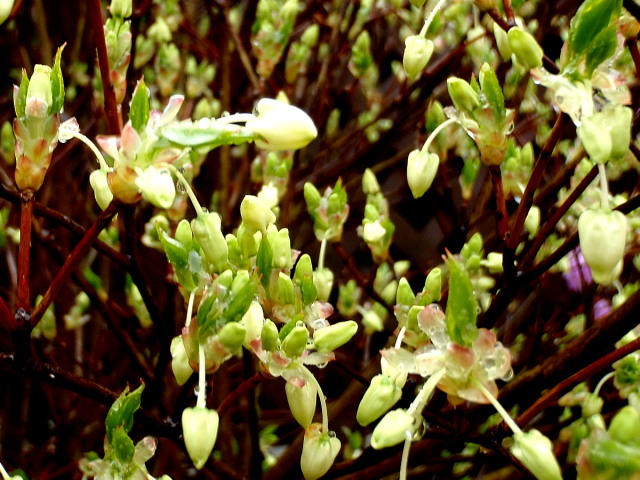 a0007388_13381870.jpg