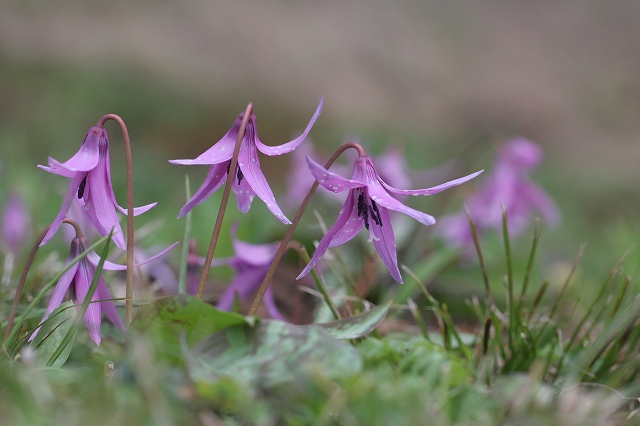 f0000789_2365790.jpg