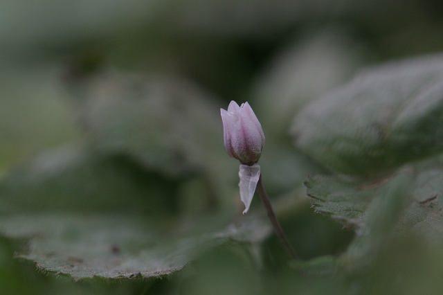f0000789_2391666.jpg