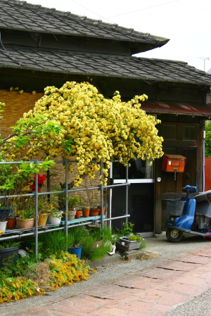 d0133693_1413352.jpg