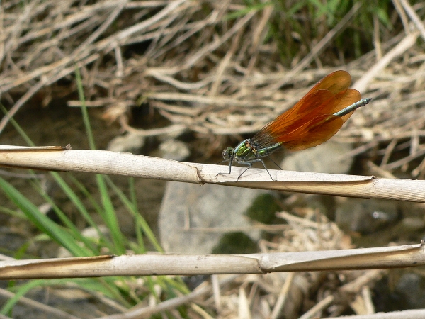 e0002314_20432518.jpg