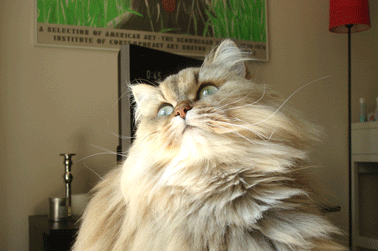 e0157129_22415056.gif