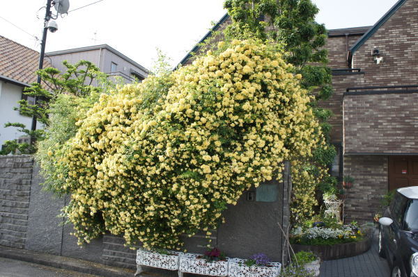 e0134032_822053.jpg