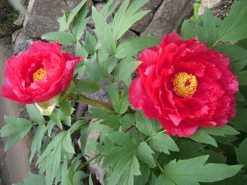 b0025633_22113041.jpg