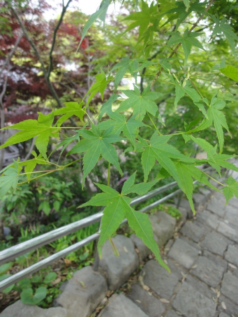e0169149_222830.jpg