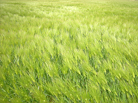 a0001354_22421234.jpg