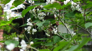 a0021558_20205891.jpg