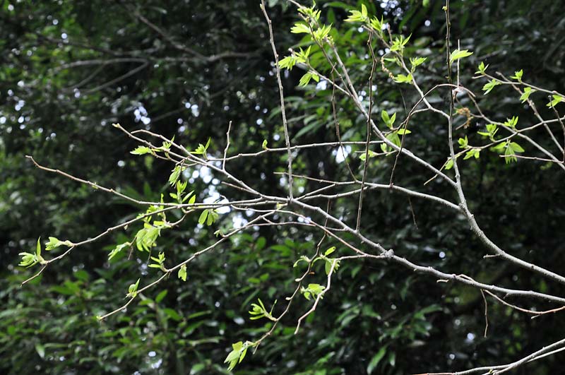c0043361_0471226.jpg