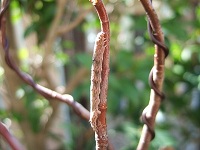 e0225164_6264671.jpg