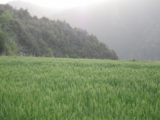 f0055264_2120294.jpg