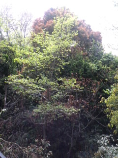 c0203680_1042823.jpg