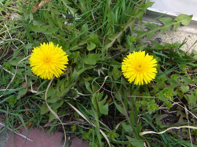 f0079085_21525696.jpg