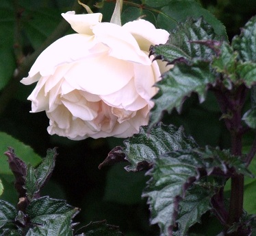 d0099791_023241.jpg