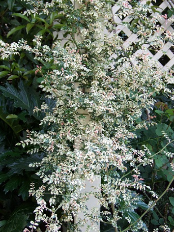d0099791_0265937.jpg