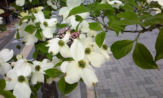 c0189894_1174711.jpg