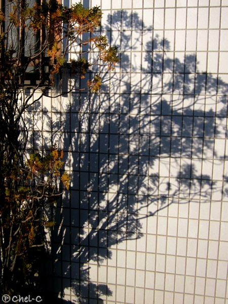 a0154706_78888.jpg