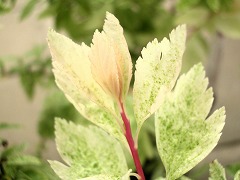 c0190010_2249097.jpg