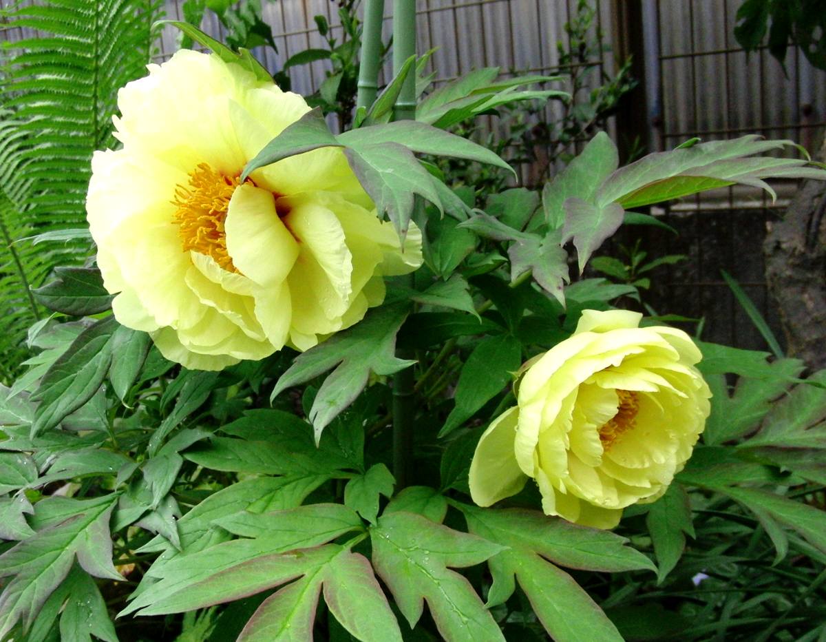 c0020725_1726185.jpg