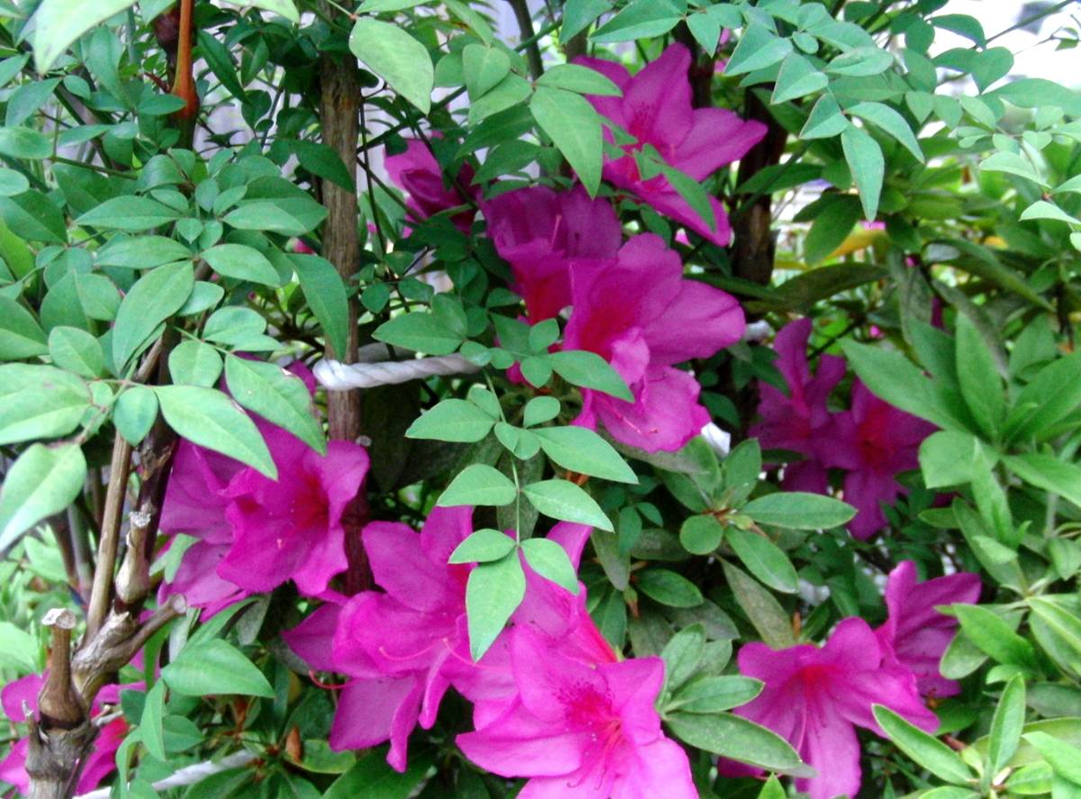 c0020725_17265699.jpg