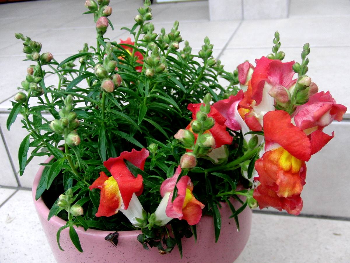 c0020725_17295443.jpg