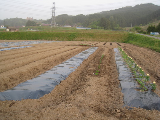 a0198243_413547.jpg
