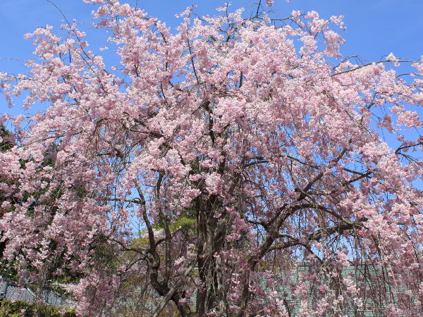 e0017051_2212118.jpg