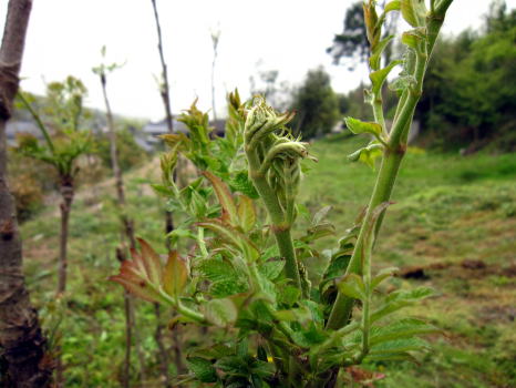 c0147952_22374735.jpg