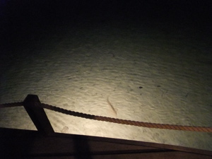 f0190653_73367.jpg
