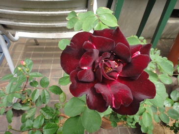 f0195963_1648722.jpg