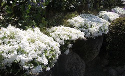 e0041168_10593424.jpg