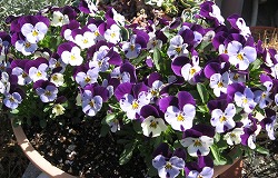 e0041168_1103779.jpg