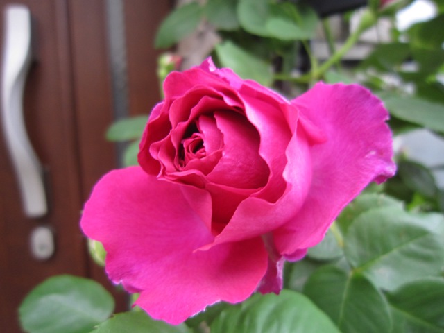 c0202870_20434265.jpg