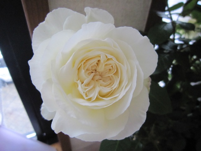 c0202870_2048832.jpg