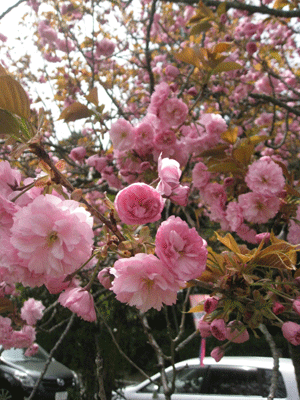 d0050871_1558566.gif