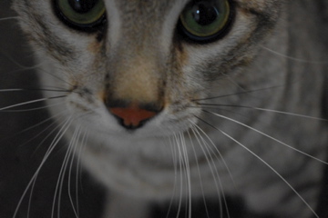 f0054677_8364753.jpg