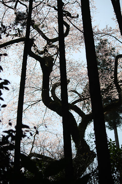 c0152779_147618.jpg