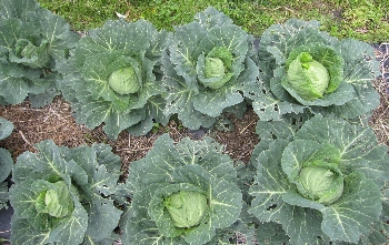 f0003283_10401629.jpg