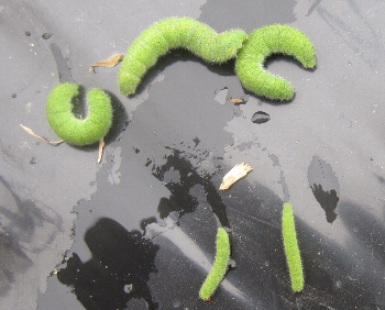 f0003283_10411389.jpg