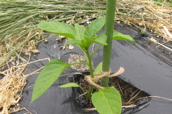f0003283_10414957.jpg