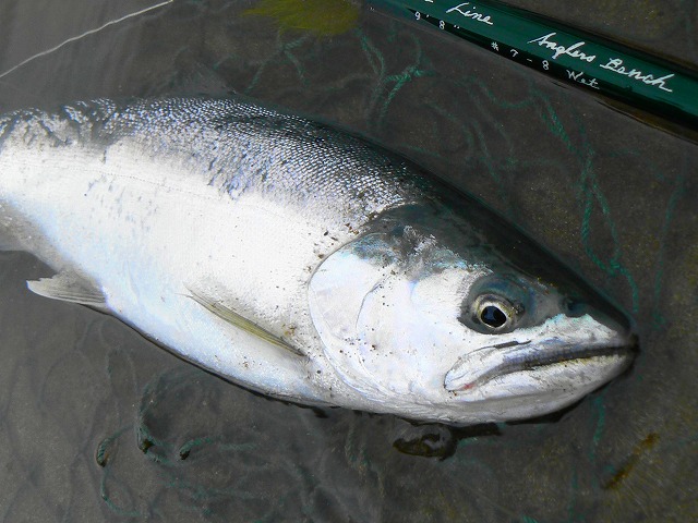 e0202393_223644.jpg