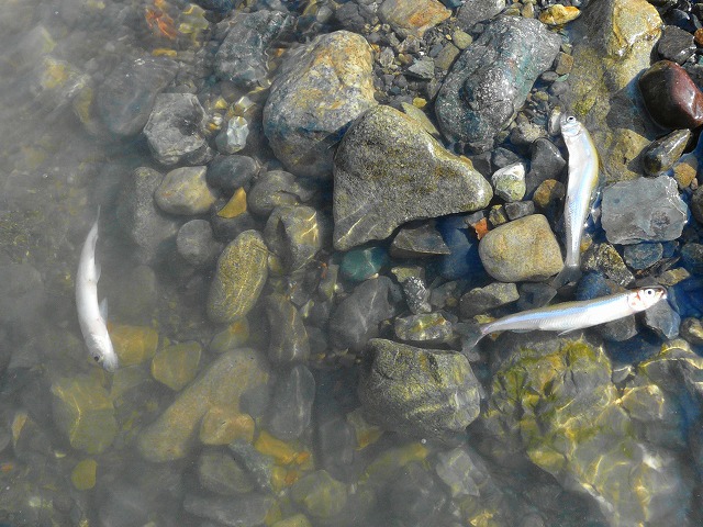 e0202393_227468.jpg