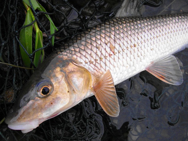 e0202393_228358.jpg