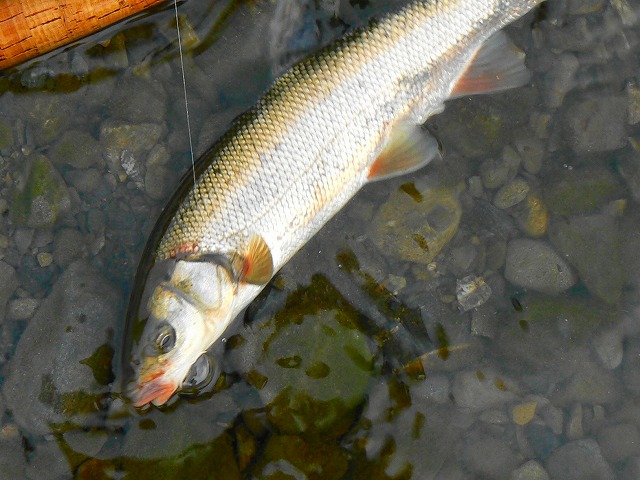 e0202393_2284615.jpg