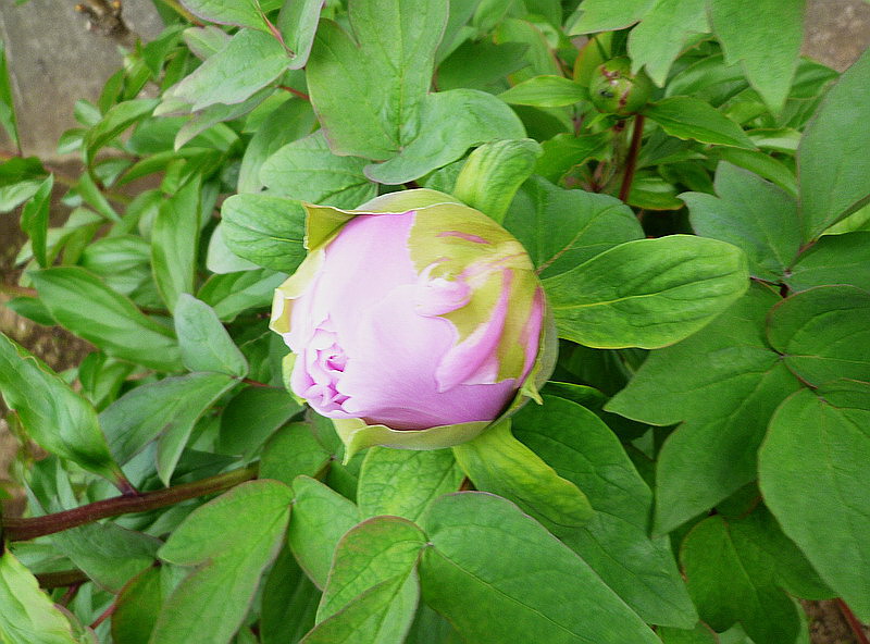 c0138198_10523592.jpg