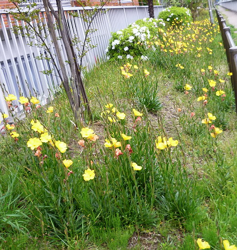 c0138198_118190.jpg