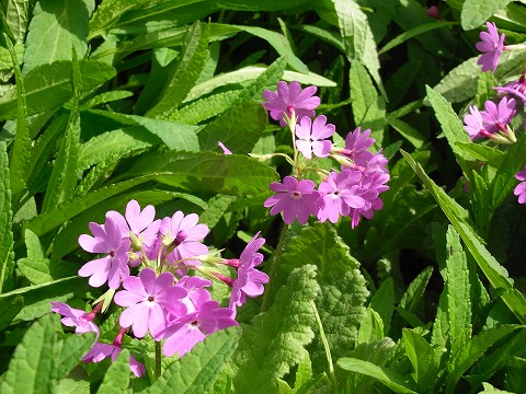 f0187402_22281391.jpg