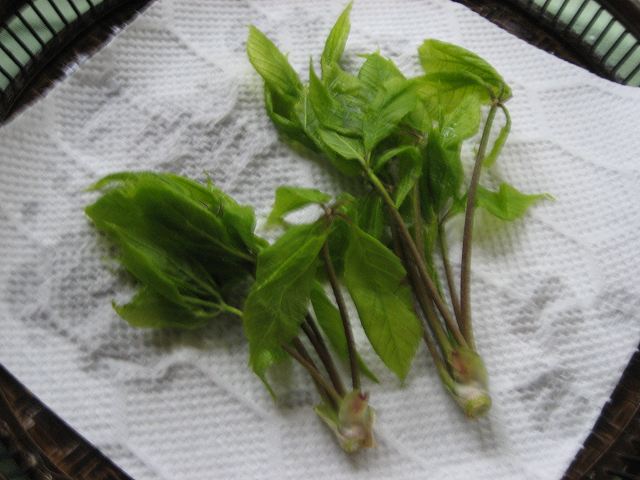 a0188405_831313.jpg
