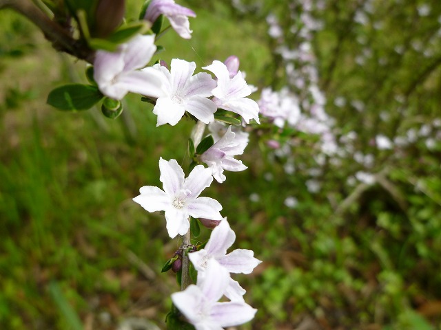 d0037110_2355079.jpg